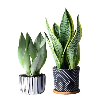 虎皮兰绿植客厅小盆栽水培植物