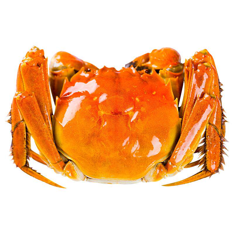 [活蟹]特大10只大闸蟹鲜活现货全母螃蟹官方旗舰阳澄礼盒湖鲜河蟹