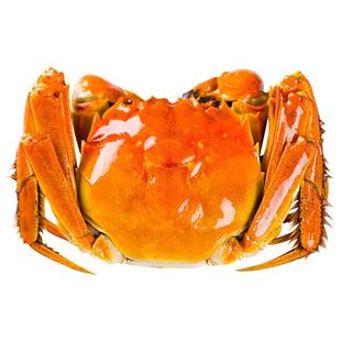 [活蟹]特大10只大闸蟹鲜活现货全母螃蟹官方旗舰阳澄礼盒湖鲜河蟹