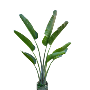 旅人蕉盆栽大型室外植物美人蕉庭院阳台绿植好养活花卉天堂鸟盆栽