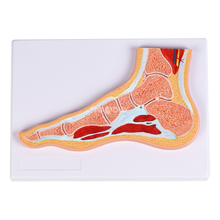 医学足关节剖面模型自然大彩色标注骨骼神经解剖教学演示教具学习