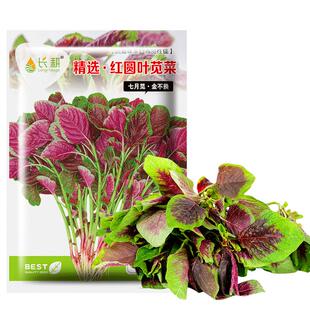 红苋菜种子野菜长寿菜圆叶汉菜种籽青菜春季四季盆栽阳台蔬菜种孑