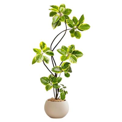 黄金榕绿植室内大型盆栽高级感孟加拉榕客厅橡皮树黄金荣花卉禄植