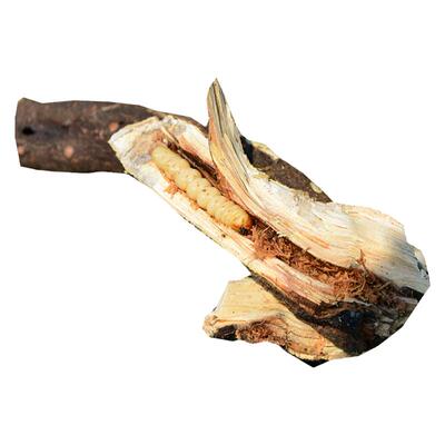斗米虫深山云实蛀虫带树枝活虫