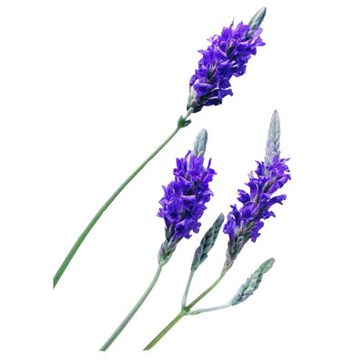 薰衣草种子孑种籽苗花苗盆栽春天