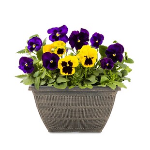 低矮耐寒花卉三色堇种子四季开花庭院草花盆栽阳台植物蝴蝶花种籽