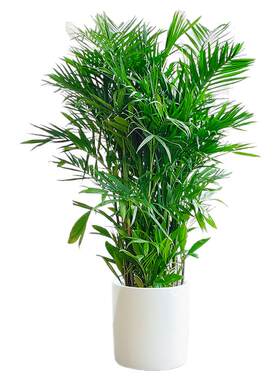 夏威夷竹子盆栽凤尾竹散尾葵室内客厅大型绿植好养植物盆景椰子树