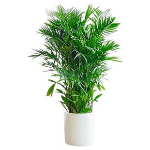 夏威夷竹子盆栽凤尾竹散尾葵室内客厅大型绿植好养植物盆景椰子树