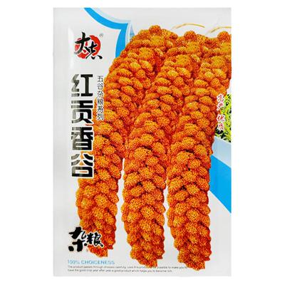 红贡香谷种子煮粥香粘