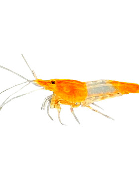 观赏虾除藻虾水晶虾蓝宝石虾米虾