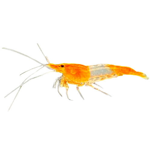 观赏虾活体除藻虾鲜活淡水热带米虾水晶虾极火蓝宝石工具虾苗包邮