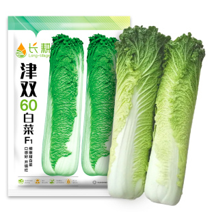 津双大白菜种子天津青麻叶青口白菜种籽苗秋春季农家大田蔬菜种孑