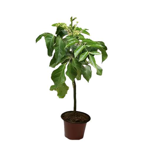 新品种黑金刚黄皮嫁接树苗南方种植庭院盆栽地栽黄皮果树当年结果