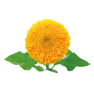 一举夺魁向日葵苗观赏种子种籽孑盆栽苗秧活苗花籽四季花卉太阳花