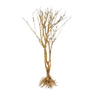 莫斯树森林树天然骨架成品水草沉木小型树形鱼缸造景木材料干树枝