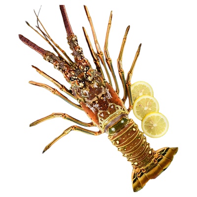 鲜活冷冻古巴大龙虾顺丰空运包邮