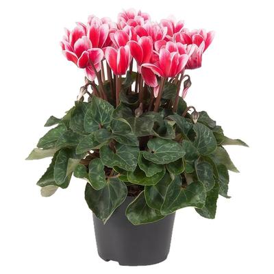 仙客来盆栽花苗兔耳四季种