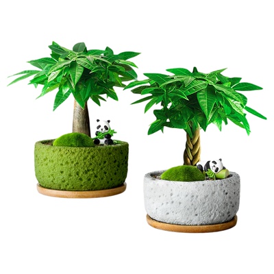 发财树绿植盆栽室内植物客厅旺宅办公室桌面盆景招财摆件四季好养