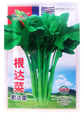 根达菜阳台种子四季华煜
