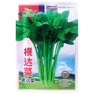 根达菜阳台种菜蔬菜种子 达菜种子牛皮菜莙荙菜君达菜易种四季播