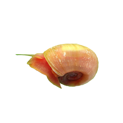 苹果螺除藻吃残渣淡水易繁殖