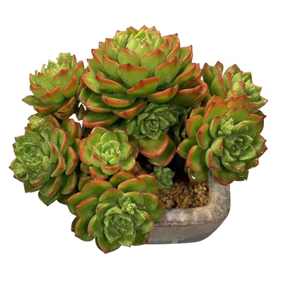 火焰蒂亚室内阳台基地直发