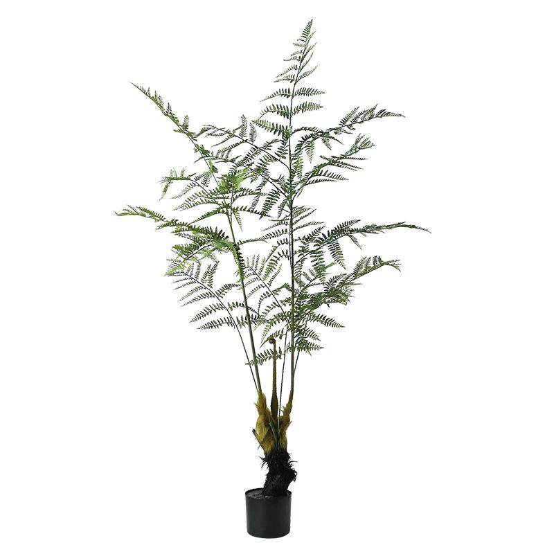 猴头蕨植物自然风禅意金毛狗假树