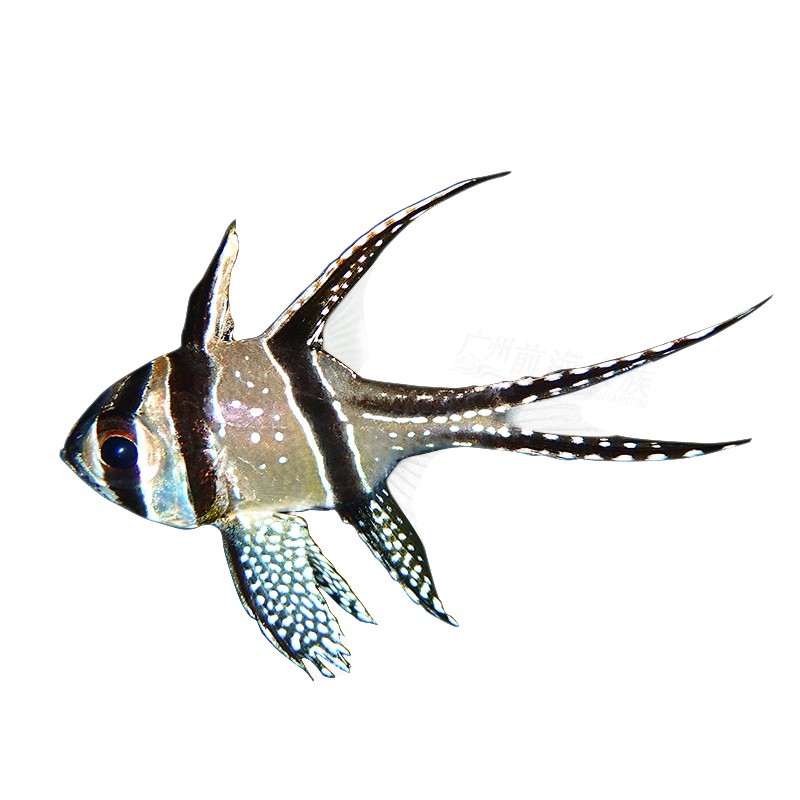 热带梦幻活体巴黎天使水族宠物