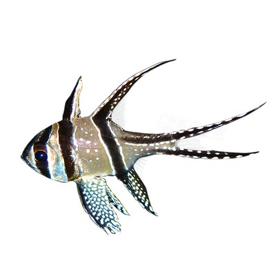 热带梦幻活体巴黎天使水族宠物