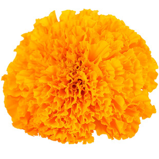 万寿菊种子100粒蜂窝花金菊花籽长花期花坛室外阳台盆栽易种春播