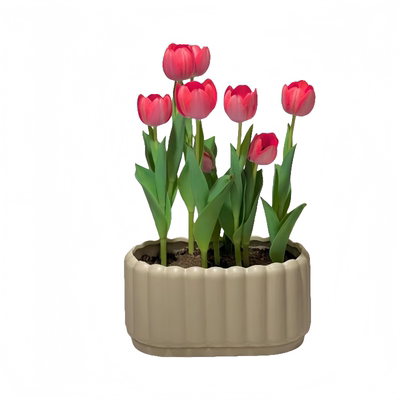 进口郁金香大球土培盆栽栽好发货