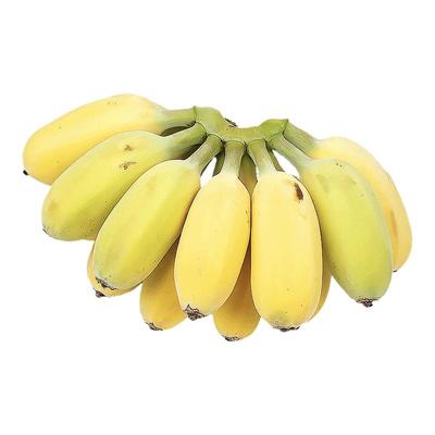 正宗云南小米蕉香蕉新鲜水果整箱优选营养美味黄肉香甜