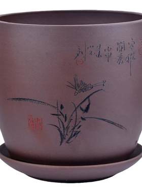君子植物发财树兰花盆