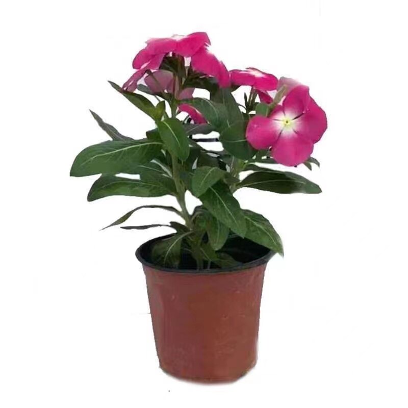 长春花盆栽天天开带花苞观花植物五叶梅庭院客厅盆栽花卉四季开花