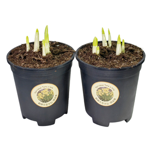 现货进口多花围裙水仙踢踏舞佳丽耐寒复花热球根花卉盆栽庭院室内