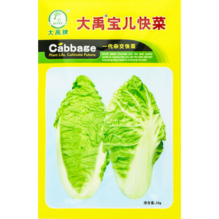 金丝白白菜快菜小白菜种子种籽四季阳台盆栽孑蔬菜仔春夏秋叶菜