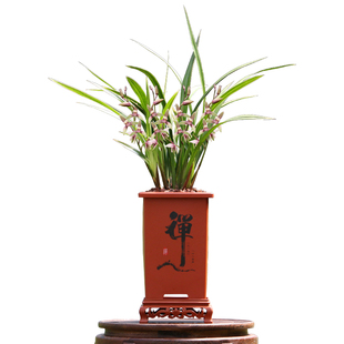 翁源兰花四季建兰七彩丹霞金边开花机器带花浓香好养室内花卉盆栽