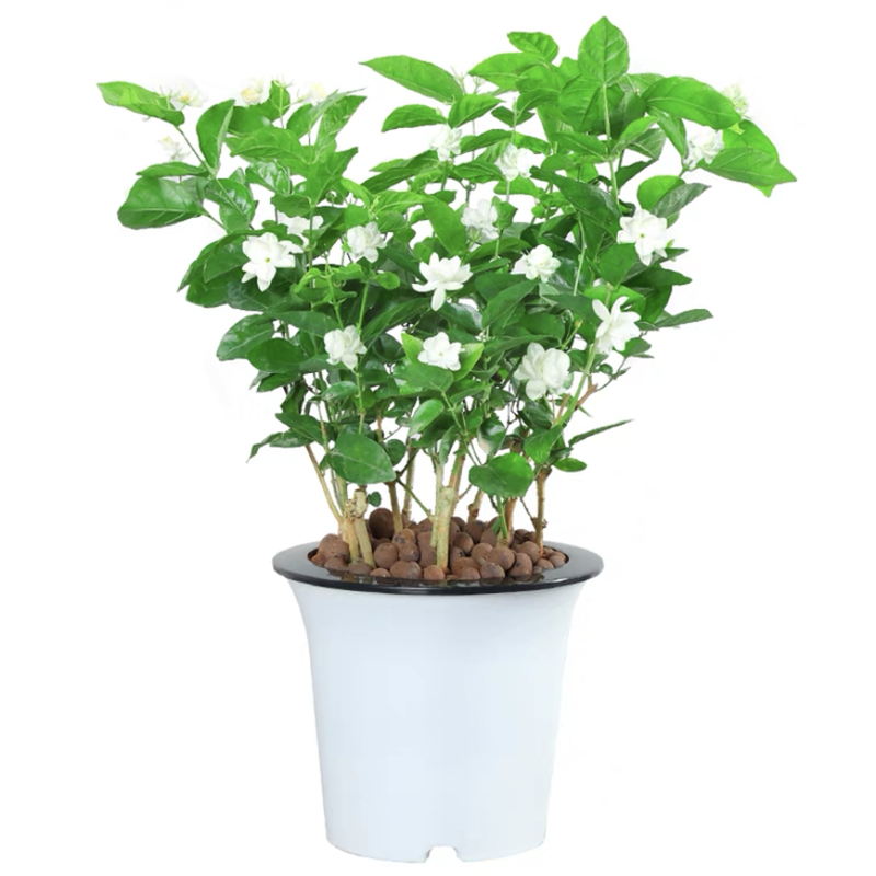 茉莉花苗盆栽带花苞九里香老桩驱蚊花卉植物室内浓香开花四季好养