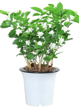 茉莉花苗盆栽带苞九里香老