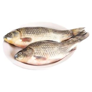 正宗水库鱼 新鲜鲫鱼约2斤当日捕捞鲜鱼 现杀现发 辅食月子汤食材