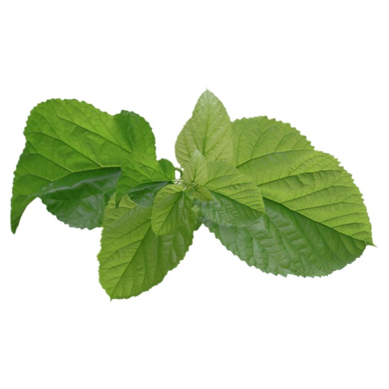新鲜桑叶活体彩色宝宝食物养蚕