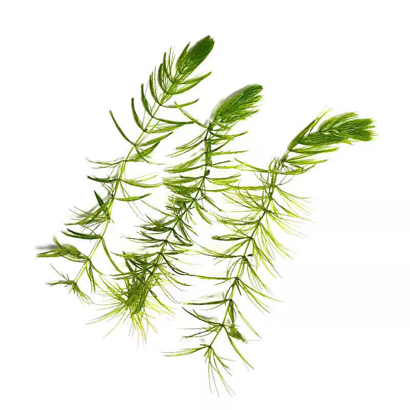 金鱼藻水草鱼缸造景鱼虾躲避