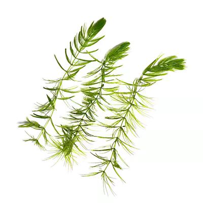 金鱼藻水草鱼缸造景鱼虾躲避