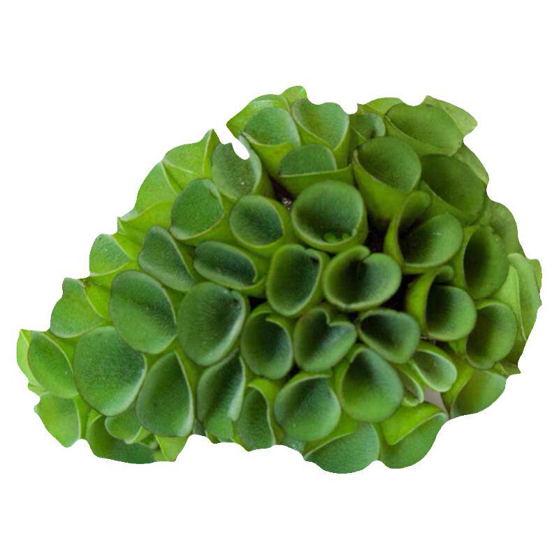 肚兜萍浮萍水草大叶水培植物阳台龟虾鱼缸微景观一叶莲水芙蓉葫芦