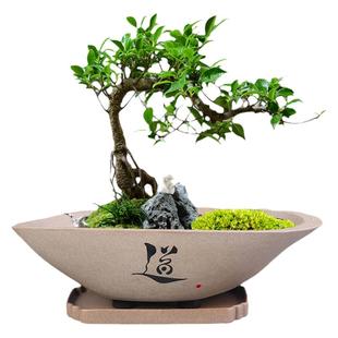 创意文竹盆栽大号发财树花盆陶瓷绿植盆景盆家用粗陶仿石摆件带托