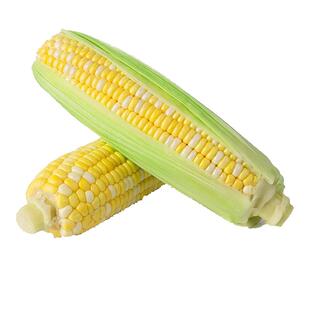 东升农场 金银玉米1号玉米 水果玉米 火锅食材 烧烤 宝宝辅食 5斤