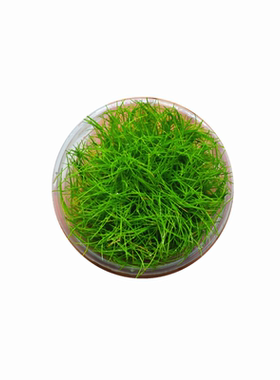 活体水草矮珍珠挖耳草牛毛草新手