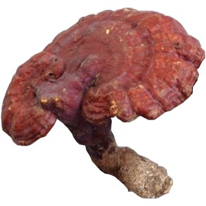 野生红灵芝整枝中大朵250g包邮 非紫芝 食药同源天然四川赤芝丹芝