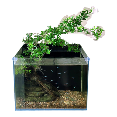 【新手推荐】鱼缸造景植物