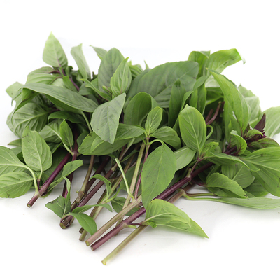 罗勒叶新鲜食用九层塔金不换食用